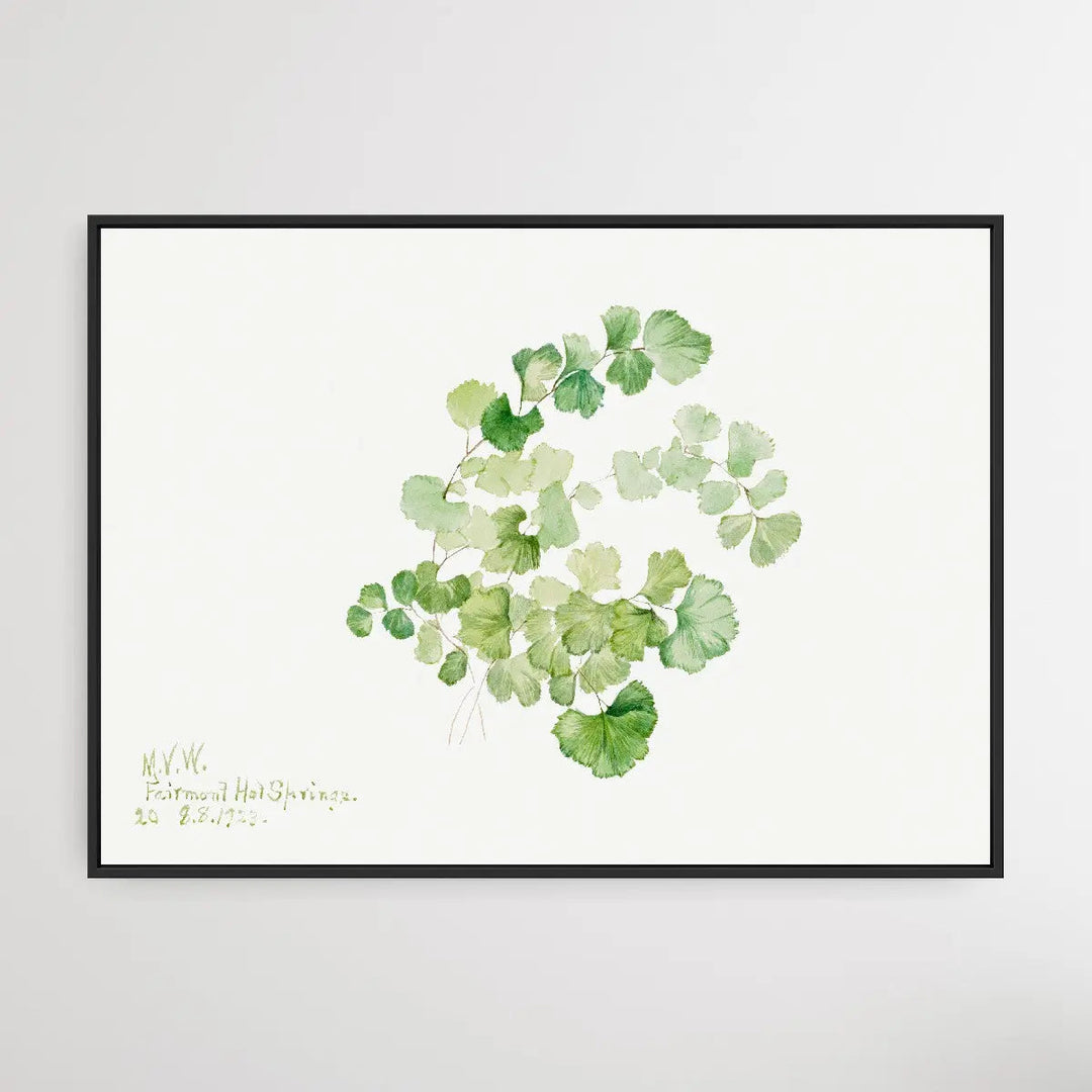 Lithospermum ruderale (1923) by Mary Vaux Walcott I Heart Wall Art Australia 