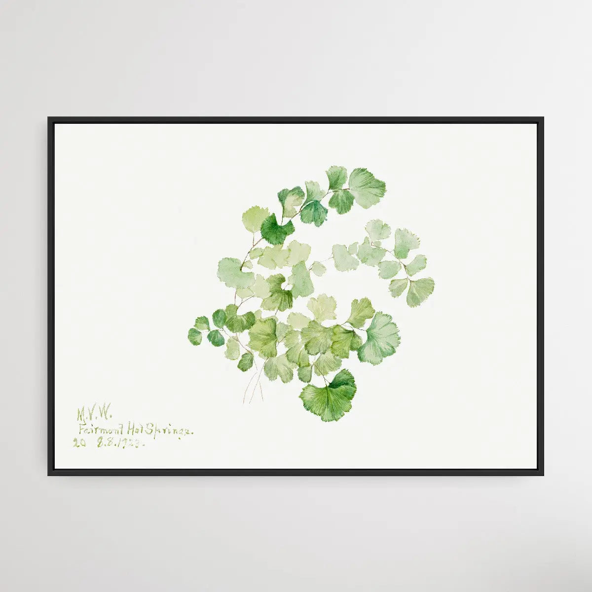 Lithospermum ruderale (1923) by Mary Vaux Walcott I Heart Wall Art Australia 