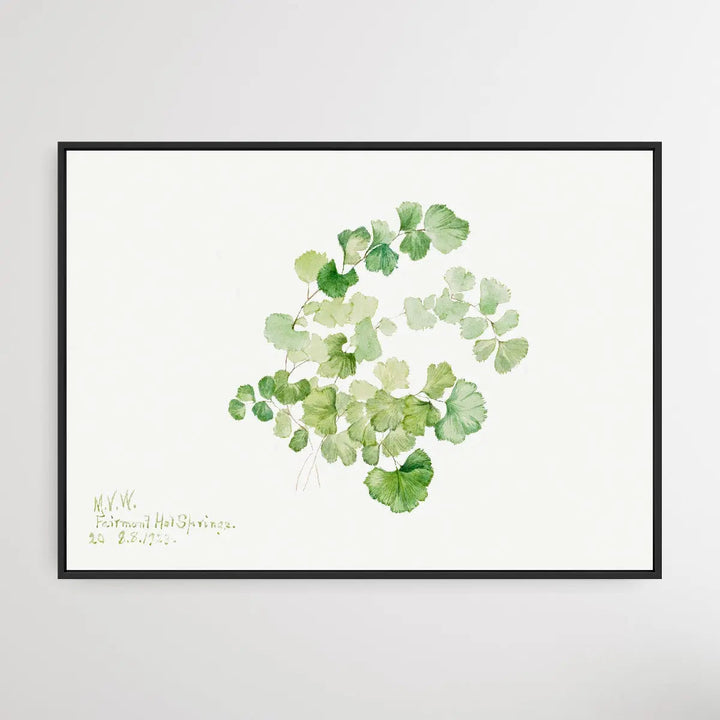 Lithospermum ruderale (1923) by Mary Vaux Walcott I Heart Wall Art Australia 
