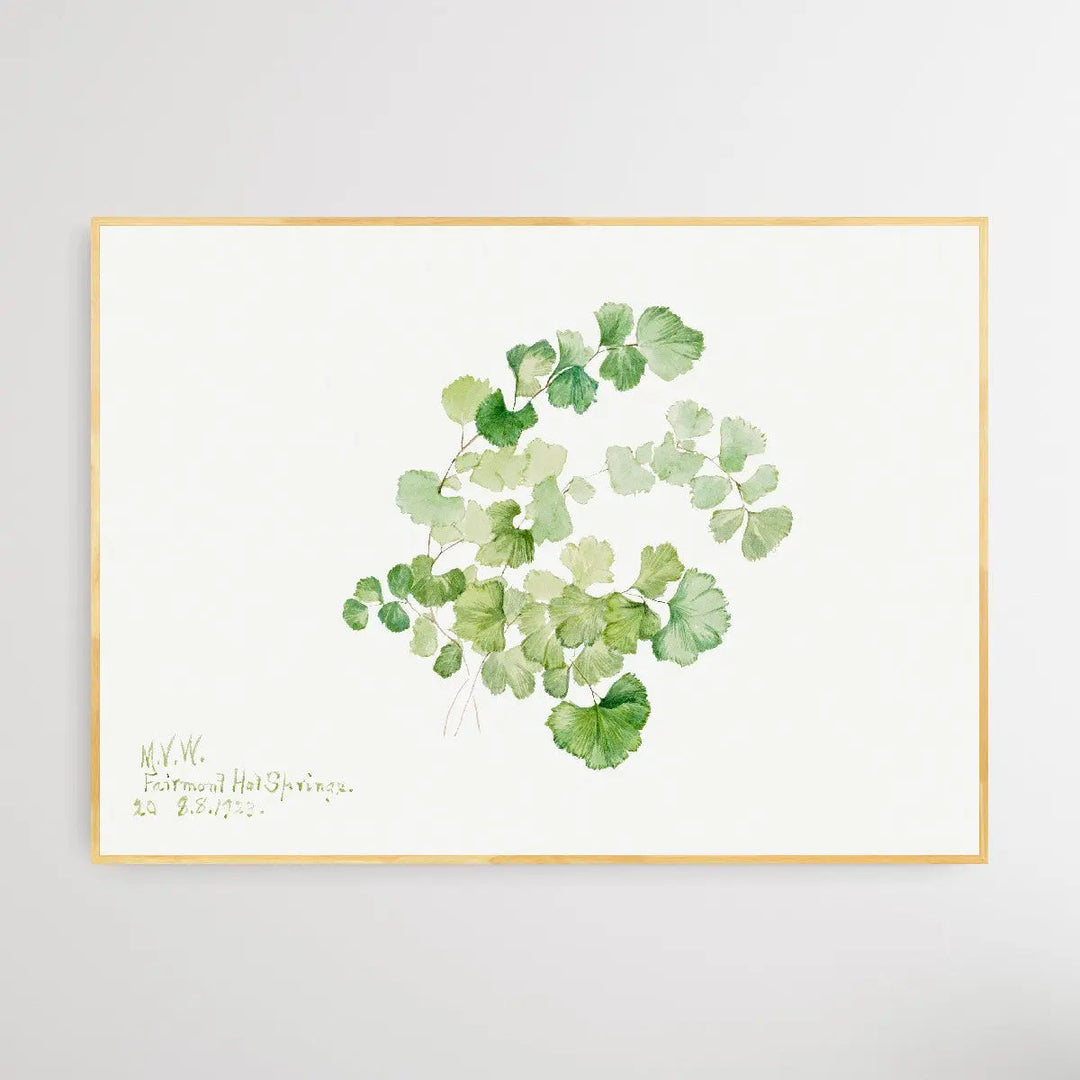 Lithospermum ruderale (1923) by Mary Vaux Walcott I Heart Wall Art Australia 