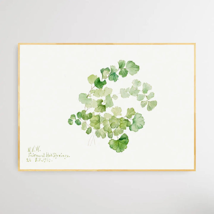 Lithospermum ruderale (1923) by Mary Vaux Walcott I Heart Wall Art Australia 