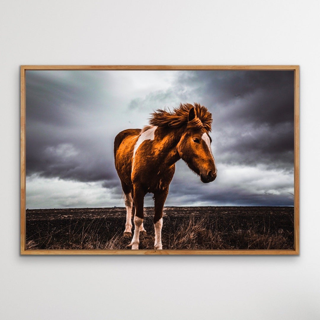 Little Pony - Wild Horse Landscape Framed Canvas Print Wall Art Print I Heart Wall Art Australia 