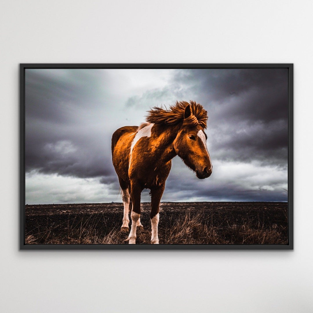 Little Pony - Wild Horse Landscape Framed Canvas Print Wall Art Print I Heart Wall Art Australia 