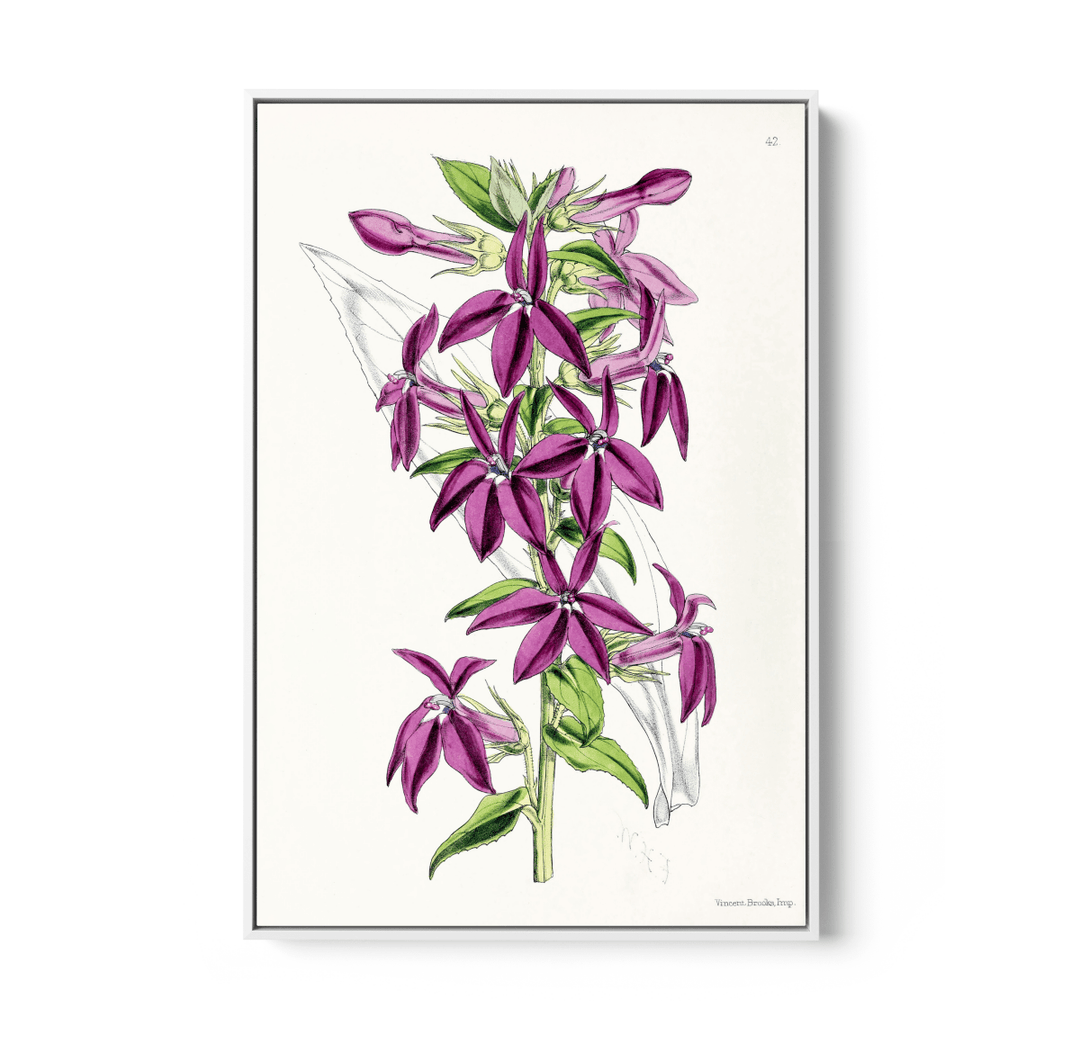 Lobelias from The Floral Magazine (1861 - 1881) by Worthington G. Smith, John N. Fitch and Walter H. Fitch - Botanical Illustration Stretched Canvas or Wall Art Print - I Heart Wall Art - Poster Print, Canvas Print or Framed Art Print