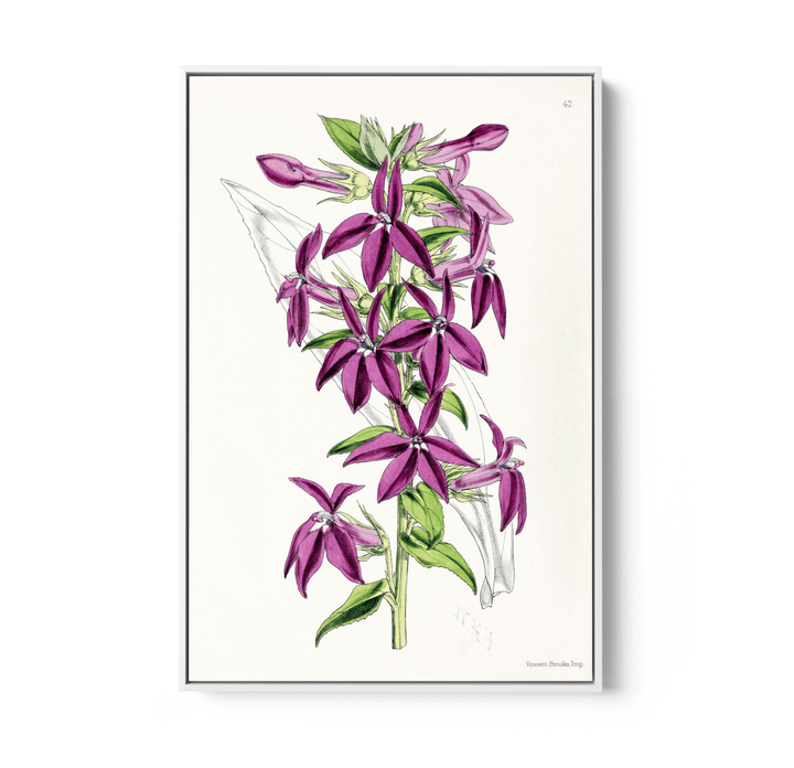 Lobelias from The Floral Magazine (1861 - 1881) by Worthington G. Smith, John N. Fitch and Walter H. Fitch - Botanical Illustration Stretched Canvas or Wall Art Print - I Heart Wall Art - Poster Print, Canvas Print or Framed Art Print