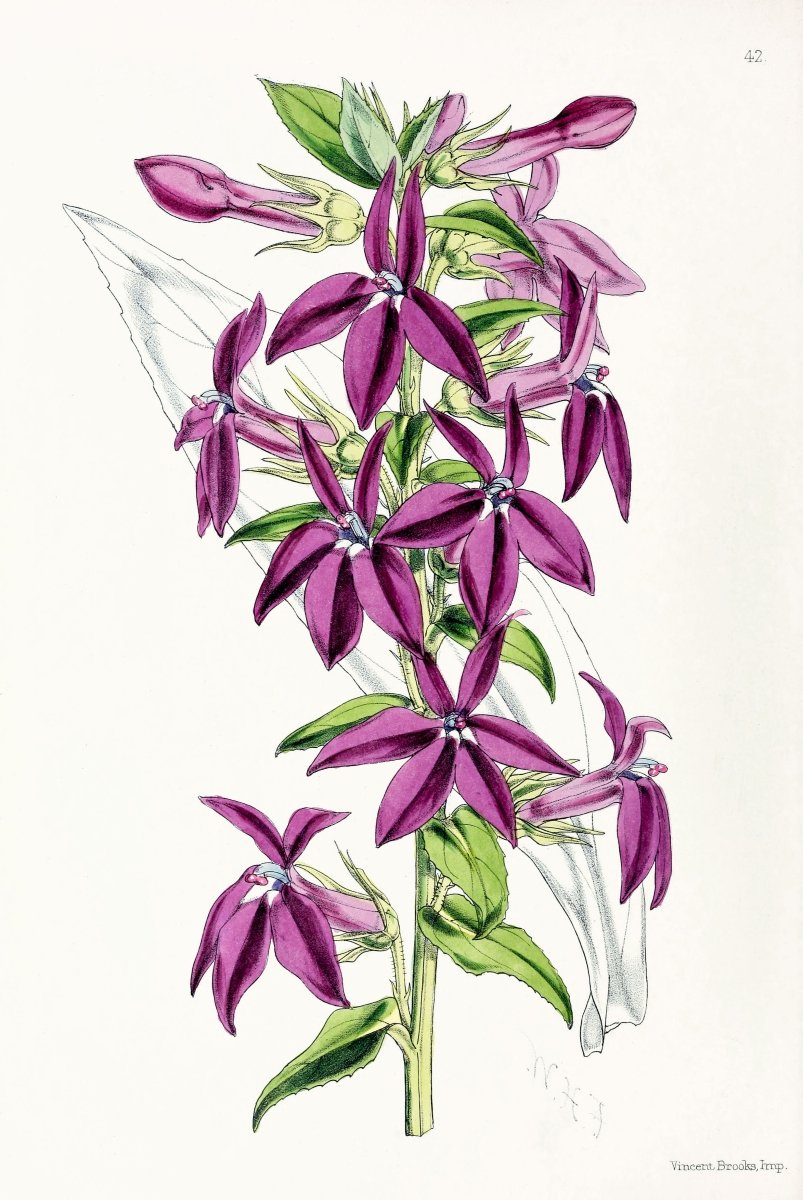 Lobelias from The Floral Magazine (1861 - 1881) by Worthington G. Smith, John N. Fitch and Walter H. Fitch - Botanical Illustration Stretched Canvas or Wall Art Print - I Heart Wall Art - Poster Print, Canvas Print or Framed Art Print
