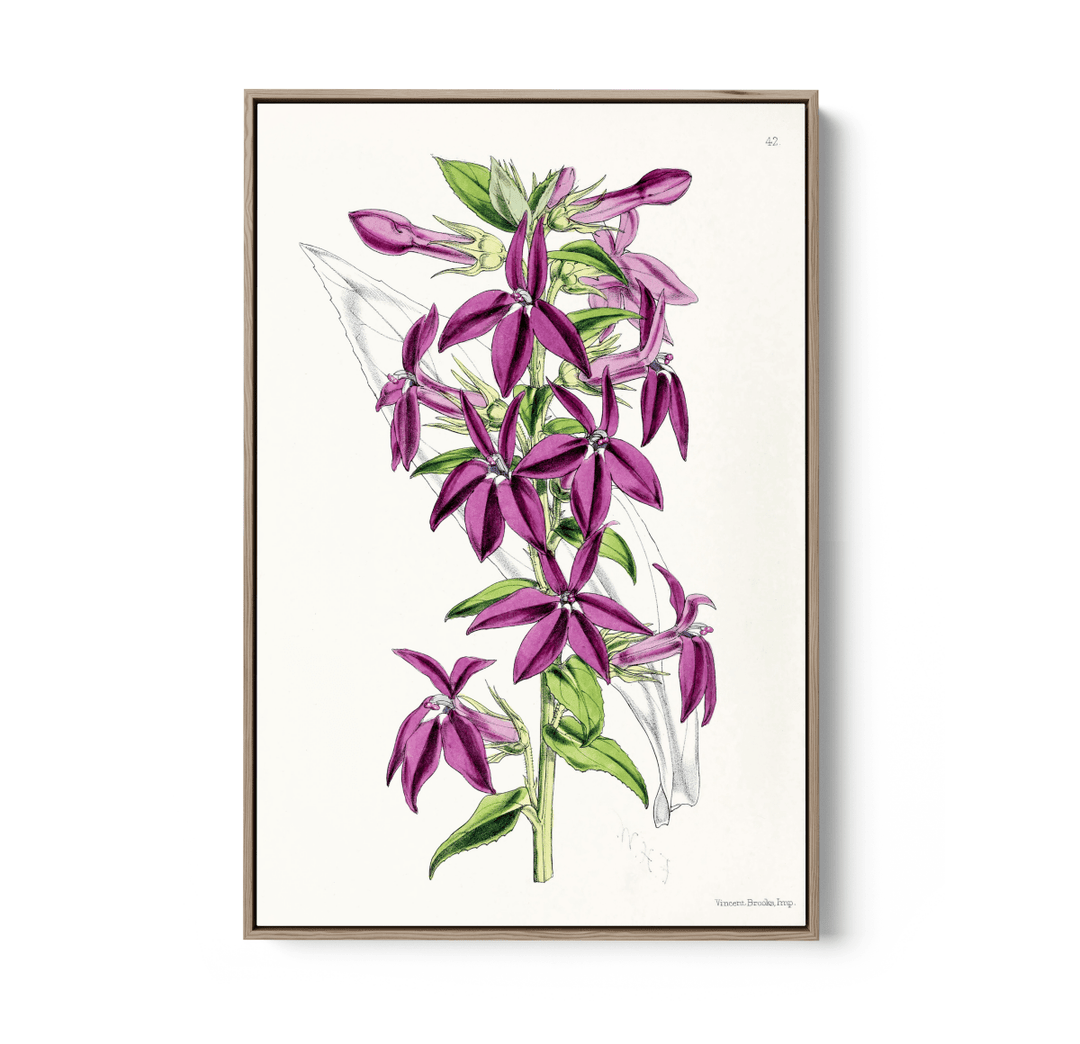 Lobelias from The Floral Magazine (1861 - 1881) by Worthington G. Smith, John N. Fitch and Walter H. Fitch - Botanical Illustration Stretched Canvas or Wall Art Print - I Heart Wall Art - Poster Print, Canvas Print or Framed Art Print