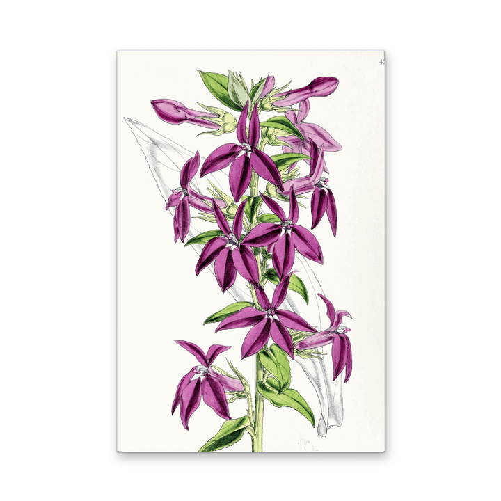 Lobelias from The Floral Magazine (1861 - 1881) by Worthington G. Smith, John N. Fitch and Walter H. Fitch - Botanical Illustration Stretched Canvas or Wall Art Print - I Heart Wall Art - Poster Print, Canvas Print or Framed Art Print