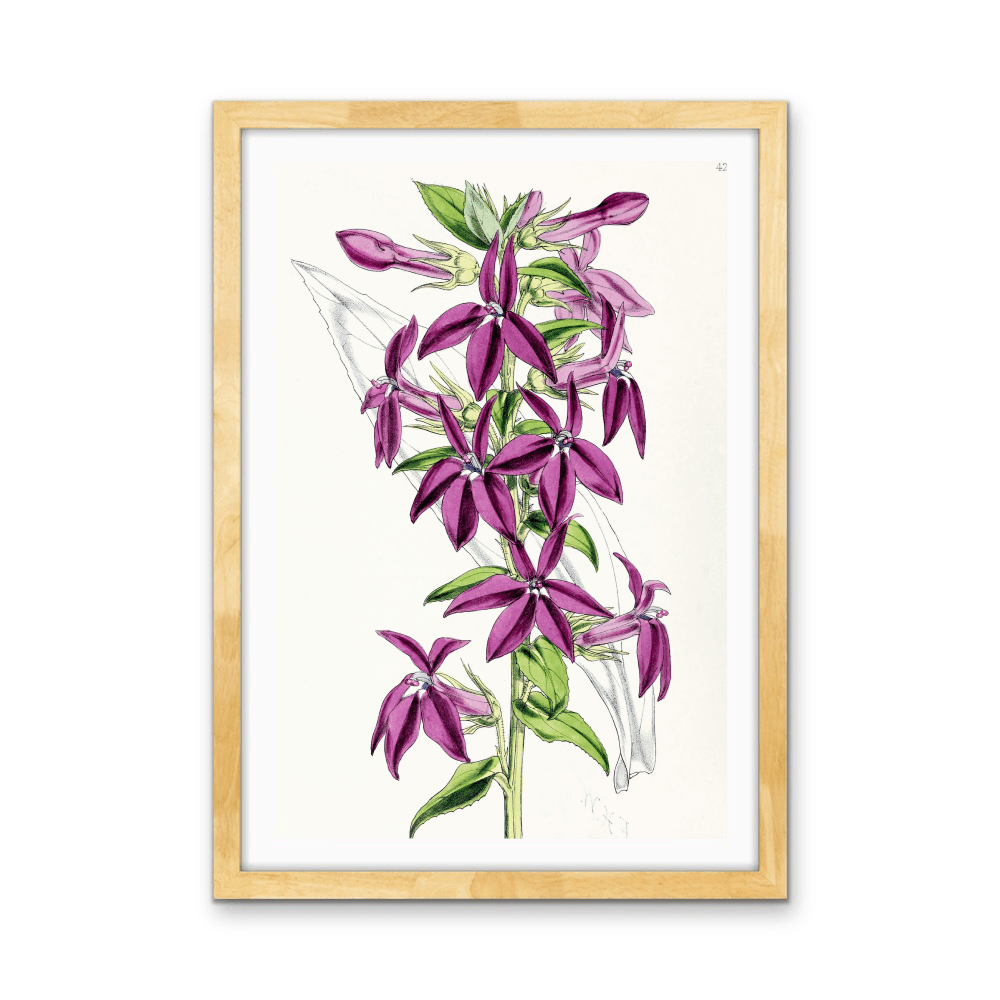 Lobelias from The Floral Magazine (1861 - 1881) by Worthington G. Smith, John N. Fitch and Walter H. Fitch - Botanical Illustration Stretched Canvas or Wall Art Print - I Heart Wall Art - Poster Print, Canvas Print or Framed Art Print