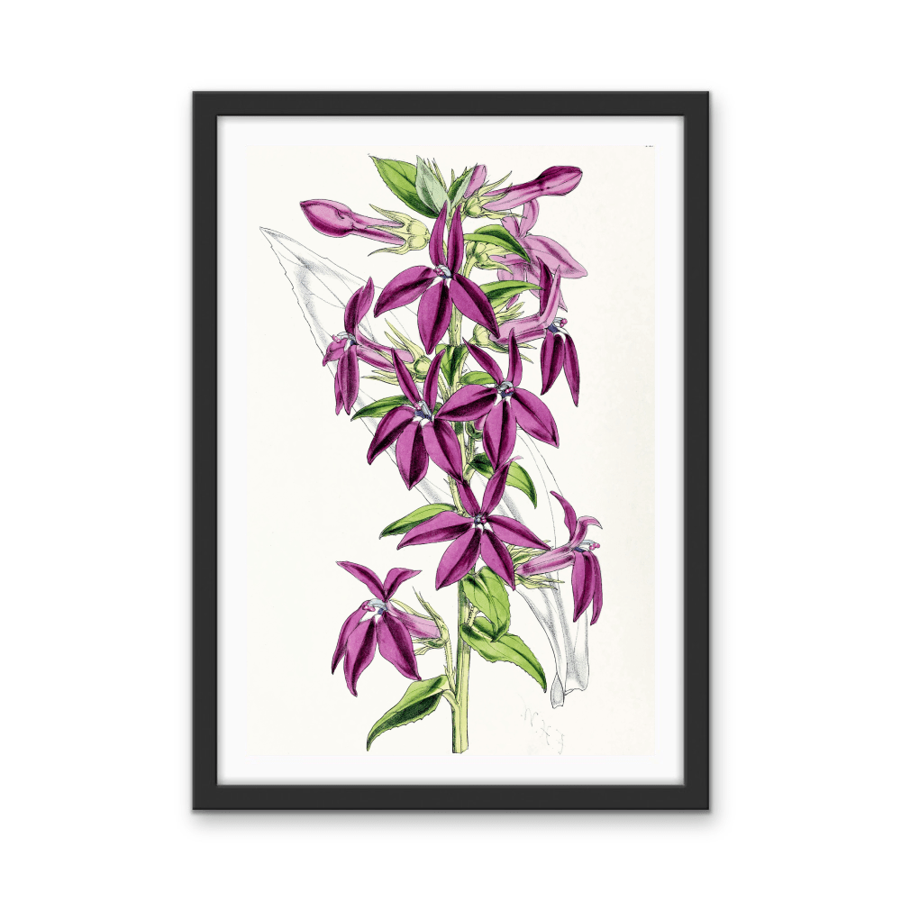 Lobelias from The Floral Magazine (1861 - 1881) by Worthington G. Smith, John N. Fitch and Walter H. Fitch - Botanical Illustration Stretched Canvas or Wall Art Print - I Heart Wall Art - Poster Print, Canvas Print or Framed Art Print