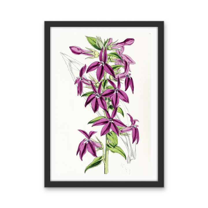 Lobelias from The Floral Magazine (1861 - 1881) by Worthington G. Smith, John N. Fitch and Walter H. Fitch - Botanical Illustration Stretched Canvas or Wall Art Print - I Heart Wall Art - Poster Print, Canvas Print or Framed Art Print