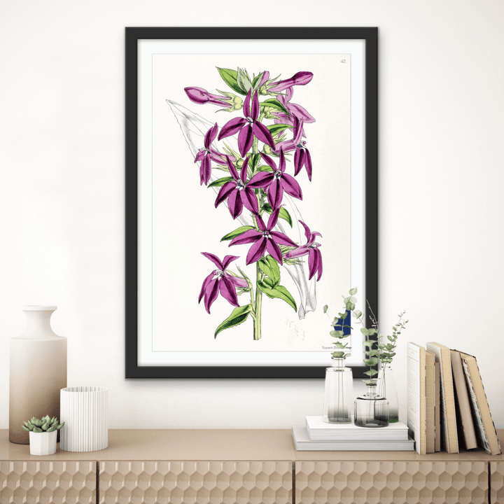 Lobelias from The Floral Magazine (1861 - 1881) by Worthington G. Smith, John N. Fitch and Walter H. Fitch - Botanical Illustration Stretched Canvas or Wall Art Print - I Heart Wall Art - Poster Print, Canvas Print or Framed Art Print