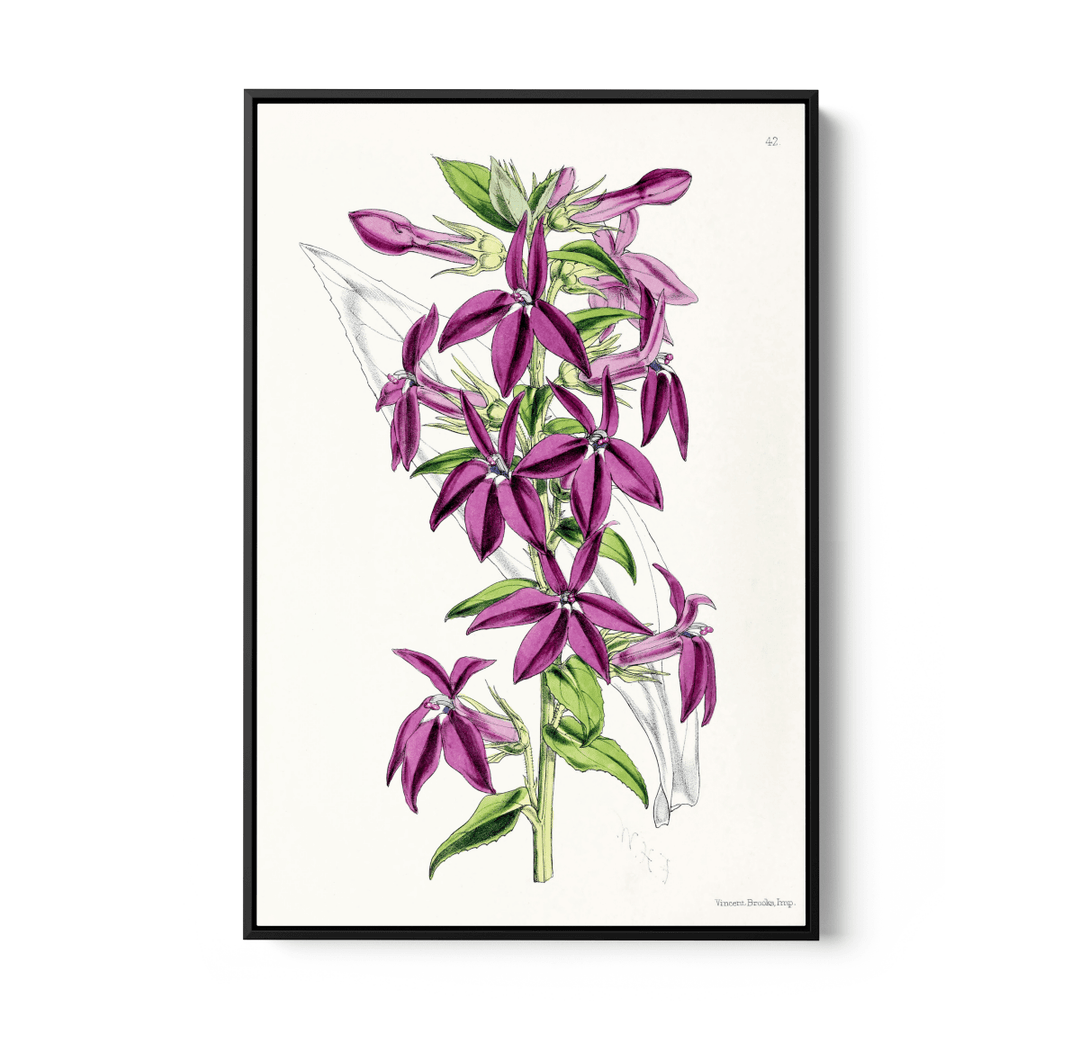 Lobelias from The Floral Magazine (1861 - 1881) by Worthington G. Smith, John N. Fitch and Walter H. Fitch - Botanical Illustration Stretched Canvas or Wall Art Print - I Heart Wall Art - Poster Print, Canvas Print or Framed Art Print