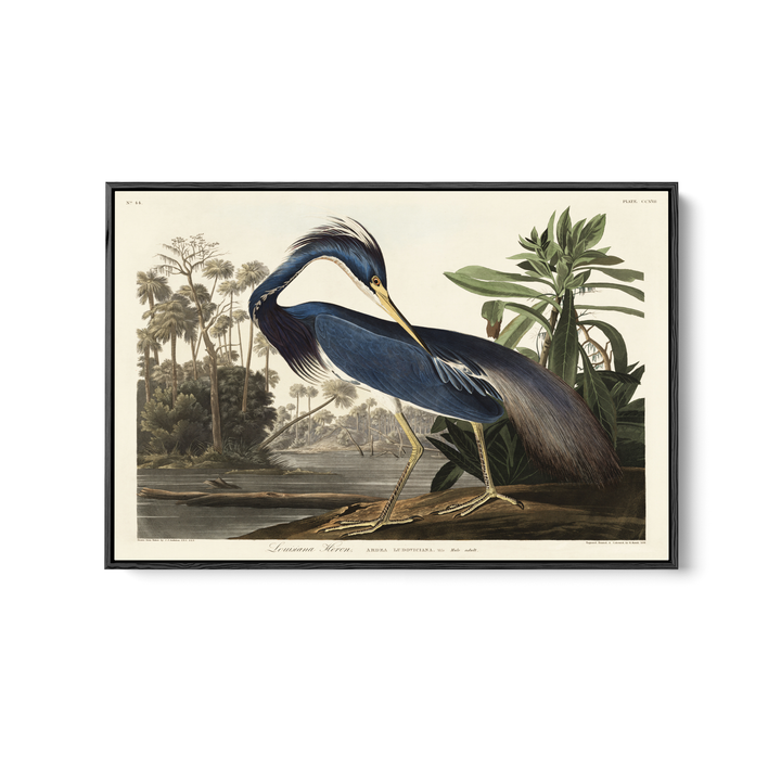 Louisiana Heron by John James Audubon - American Natural History Stretched Canvas or Art Print