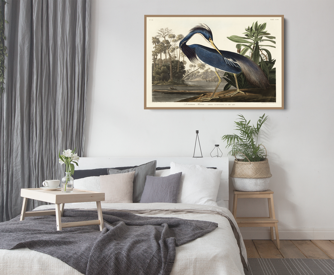Louisiana Heron by John James Audubon - American Natural History Stretched Canvas or Art Print
