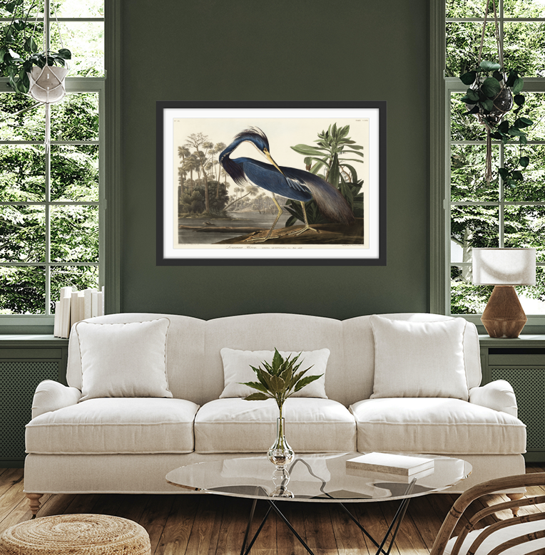Louisiana Heron by John James Audubon - American Natural History Stretched Canvas or Art Print