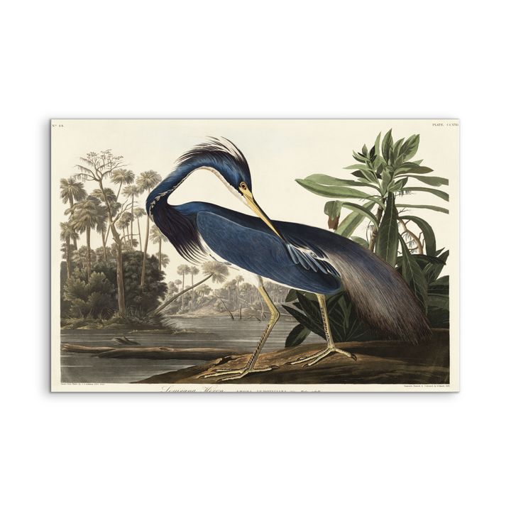 Louisiana Heron by John James Audubon - American Natural History Stretched Canvas or Art Print