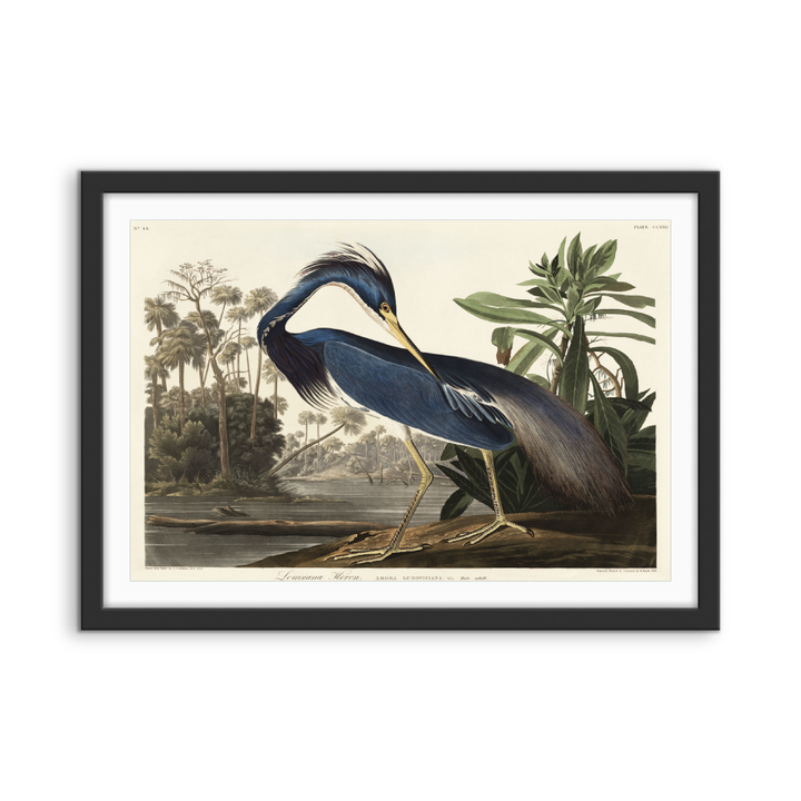 Louisiana Heron by John James Audubon - American Natural History Stretched Canvas or Art Print