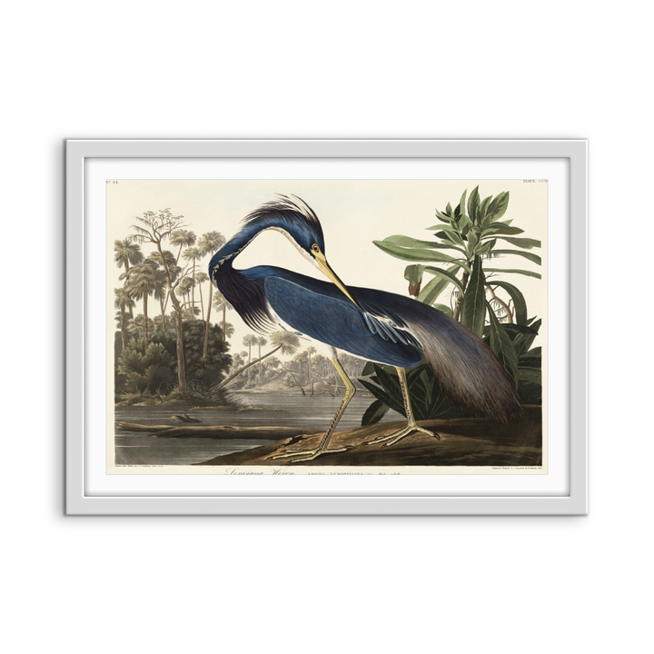Louisiana Heron by John James Audubon - American Natural History Stretched Canvas or Art Print