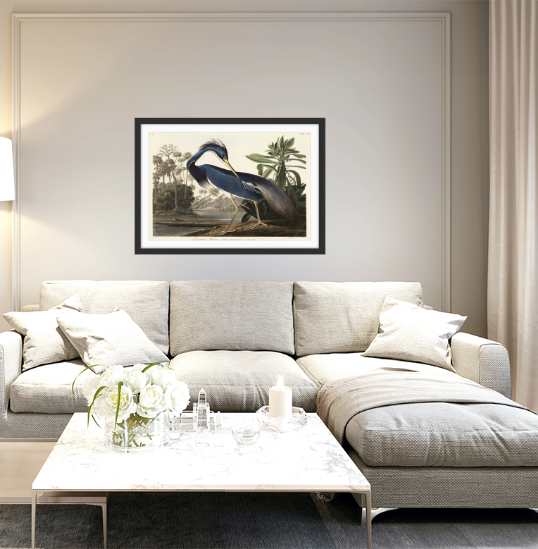 Louisiana Heron by John James Audubon - American Natural History Stretched Canvas or Art Print