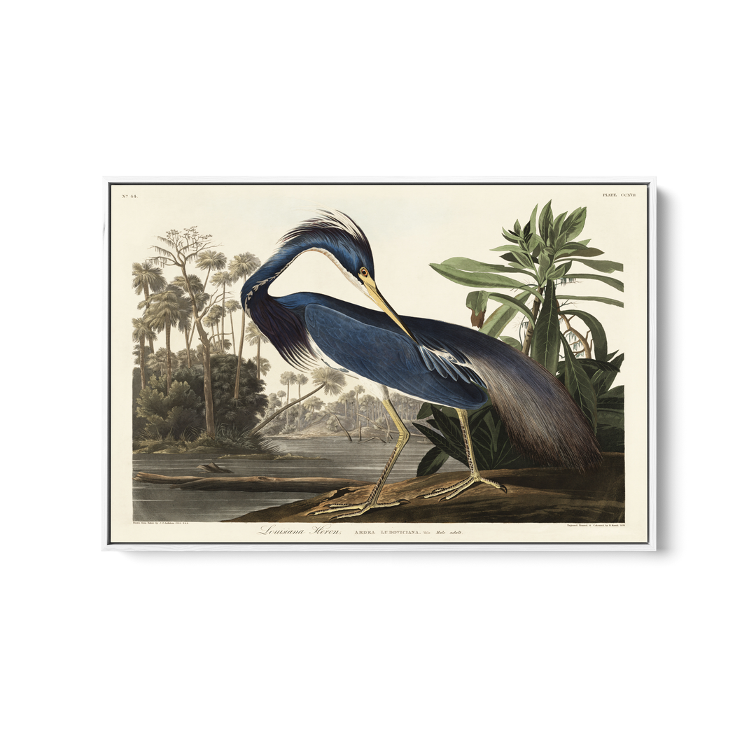 Louisiana Heron by John James Audubon - American Natural History Stretched Canvas or Art Print