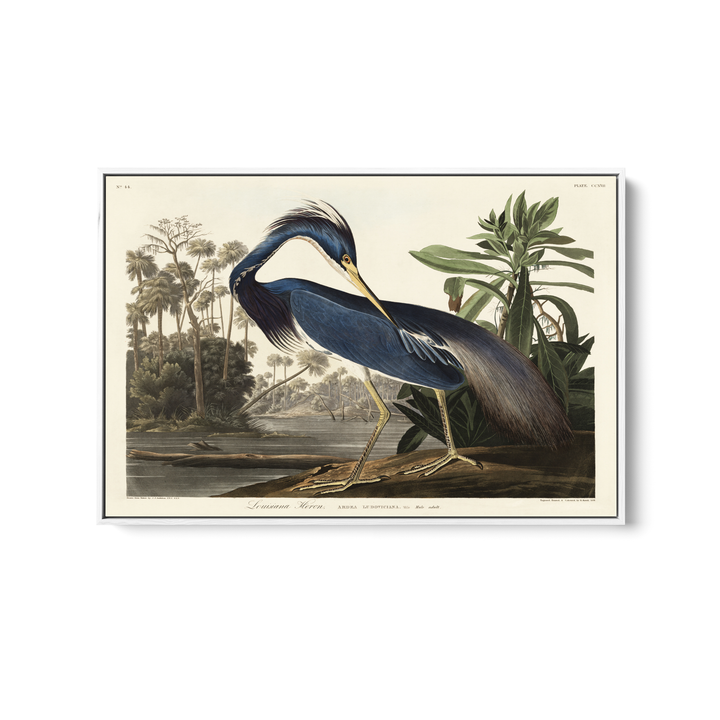 Louisiana Heron by John James Audubon - American Natural History Stretched Canvas or Art Print