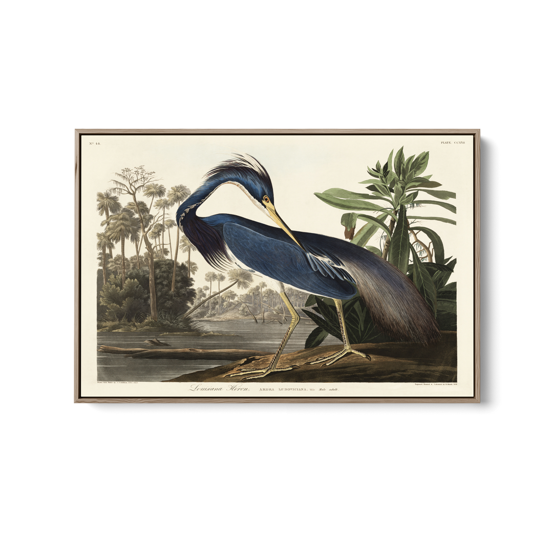 Louisiana Heron by John James Audubon - American Natural History Stretched Canvas or Art Print