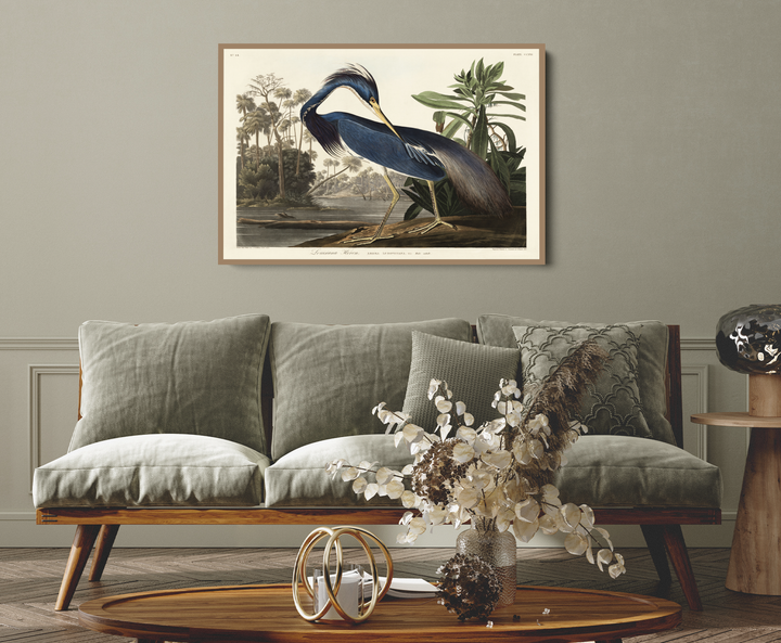 Louisiana Heron by John James Audubon - American Natural History Stretched Canvas or Art Print