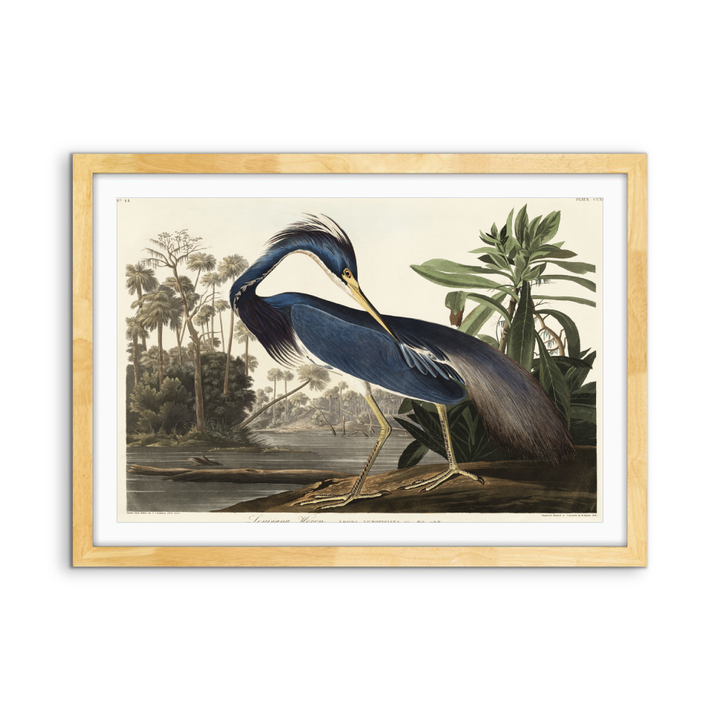 Louisiana Heron by John James Audubon - American Natural History Stretched Canvas or Art Print