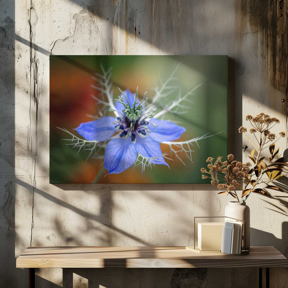 Love In A Mist Flower - Floral Photographic Stretched Canvas Poster or Fine Art Print