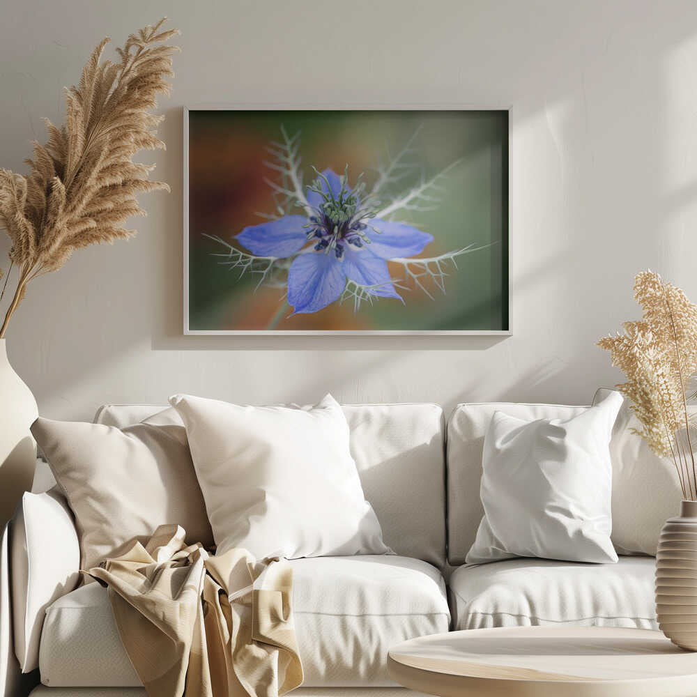 Love In A Mist Flower - Floral Photographic Stretched Canvas Poster or Fine Art Print
