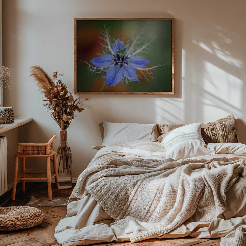 Love In A Mist Flower - Floral Photographic Stretched Canvas Poster or Fine Art Print