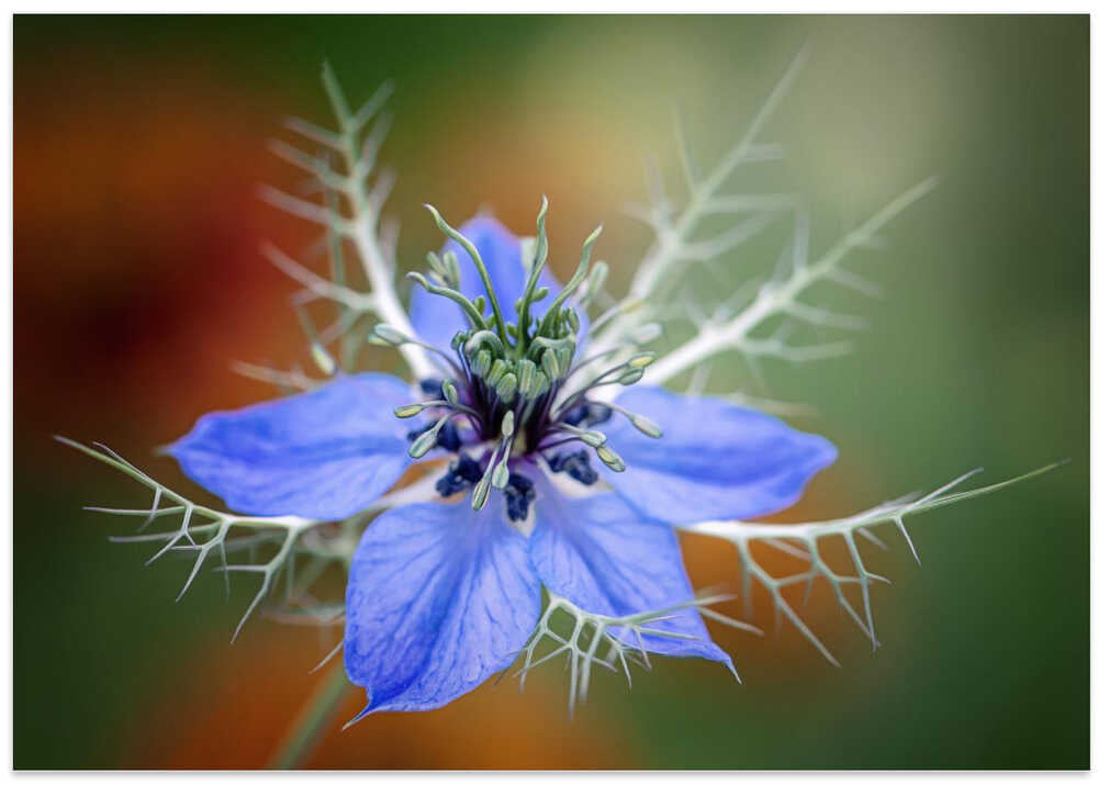 Love In A Mist Flower - Floral Photographic Stretched Canvas Poster or Fine Art Print
