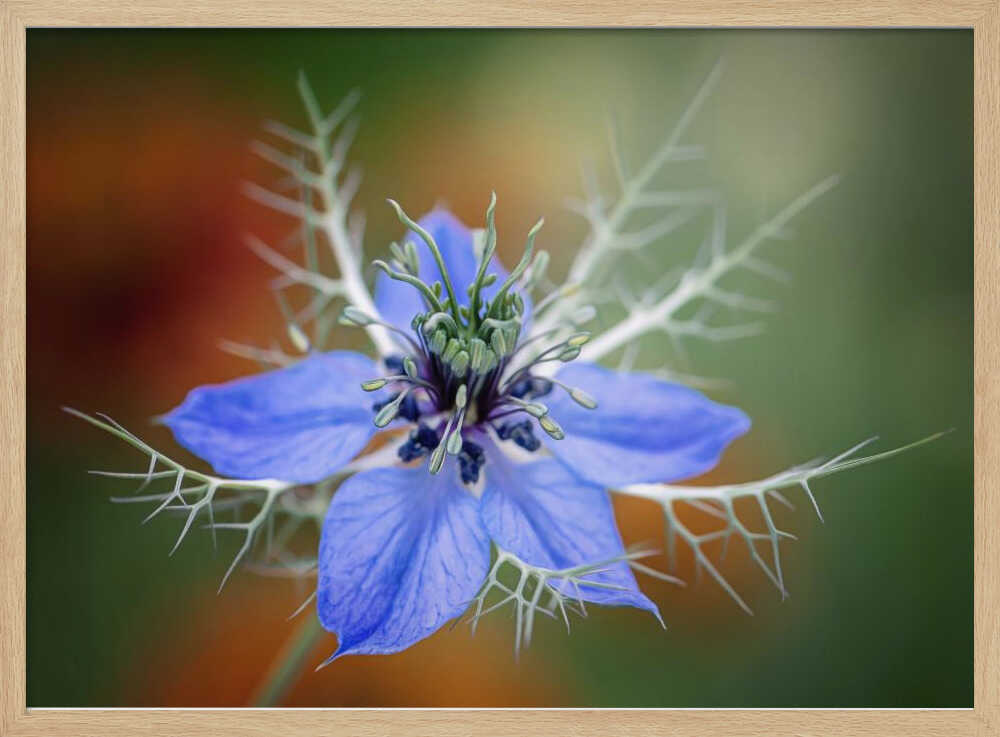Love In A Mist Flower - Floral Photographic Stretched Canvas Poster or Fine Art Print