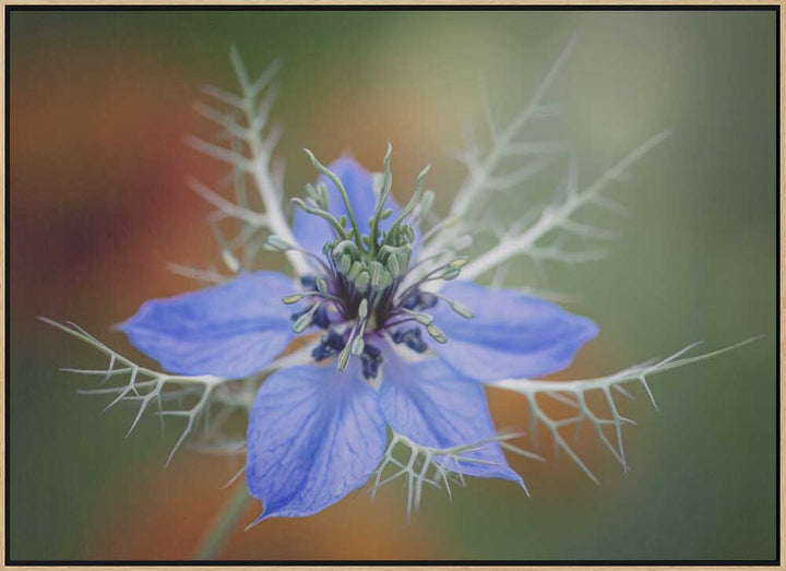 Love In A Mist Flower - Floral Photographic Stretched Canvas Poster or Fine Art Print