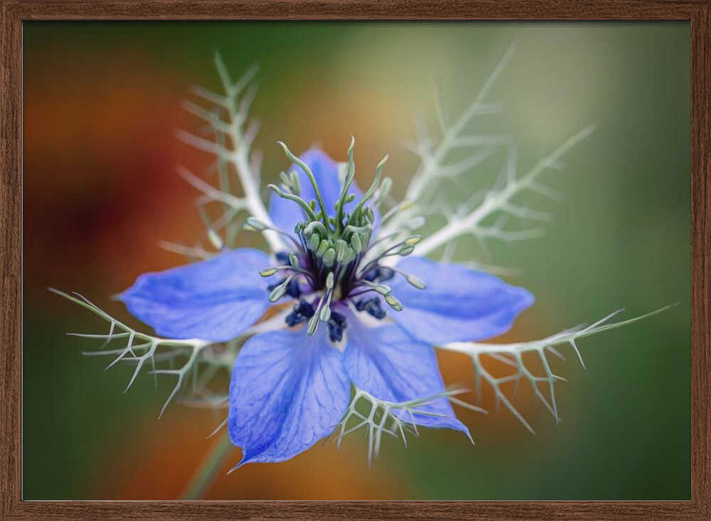 Love In A Mist Flower - Floral Photographic Stretched Canvas Poster or Fine Art Print