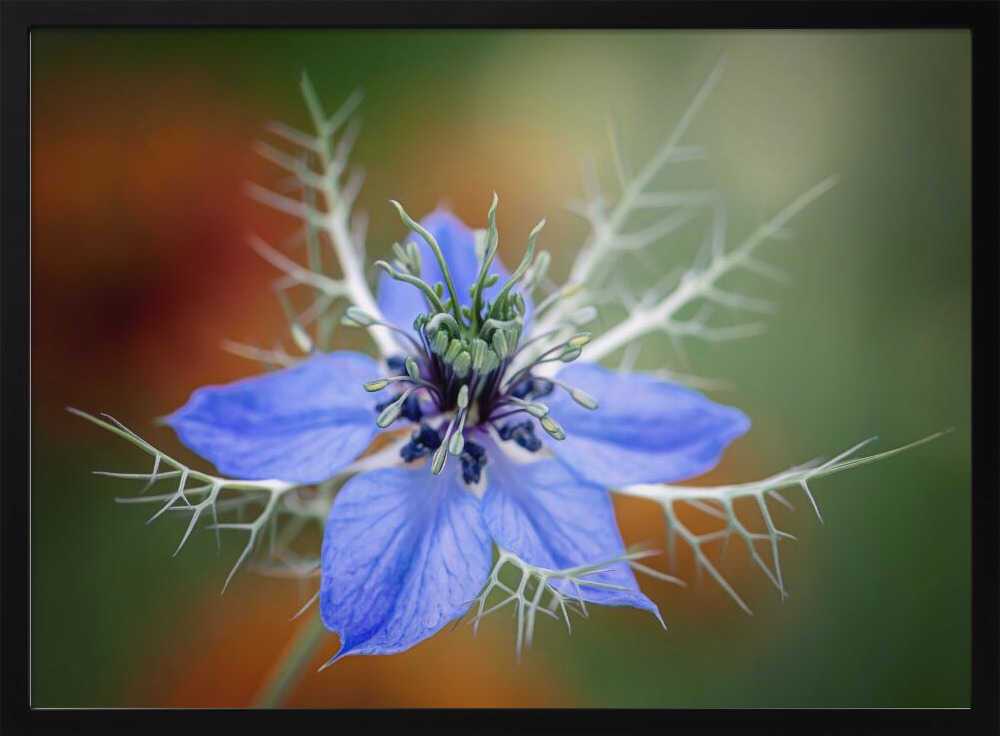 Love In A Mist Flower - Floral Photographic Stretched Canvas Poster or Fine Art Print