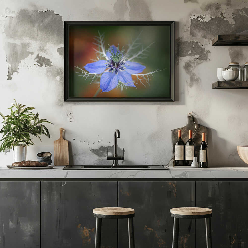 Love In A Mist Flower - Floral Photographic Stretched Canvas Poster or Fine Art Print