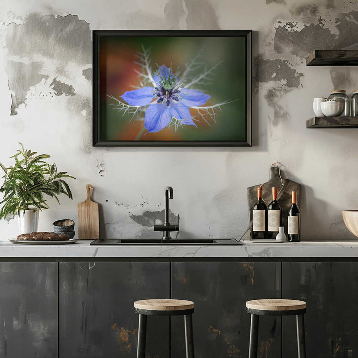 Love In A Mist Flower - Floral Photographic Stretched Canvas Poster or Fine Art Print