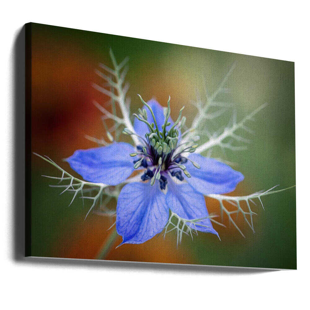 Love In A Mist Flower - Floral Photographic Stretched Canvas Poster or Fine Art Print