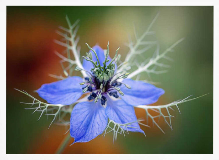 Love In A Mist Flower - Floral Photographic Stretched Canvas Poster or Fine Art Print
