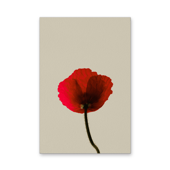 Love Rose - Red Flower Contemporary Stretched Canvas or Wall Art Print - I Heart Wall Art - Poster Print, Canvas Print or Framed Art Print