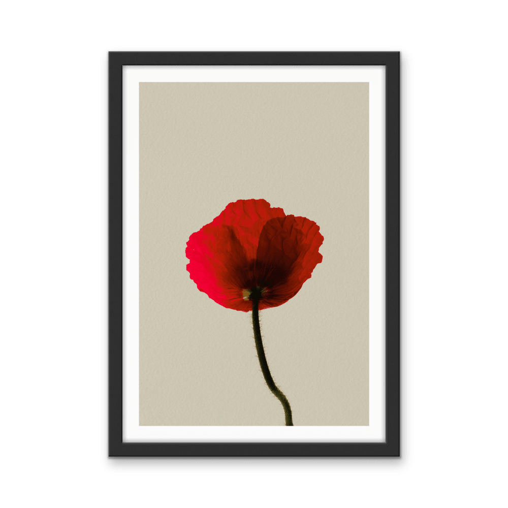 Love Rose - Red Flower Contemporary Stretched Canvas or Wall Art Print - I Heart Wall Art - Poster Print, Canvas Print or Framed Art Print