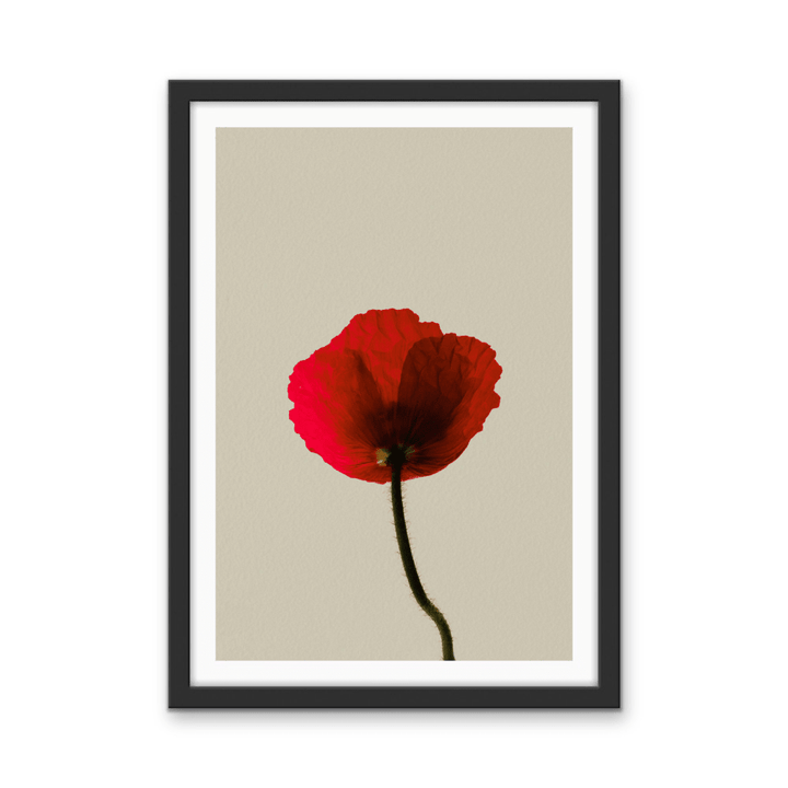 Love Rose - Red Flower Contemporary Stretched Canvas or Wall Art Print - I Heart Wall Art - Poster Print, Canvas Print or Framed Art Print