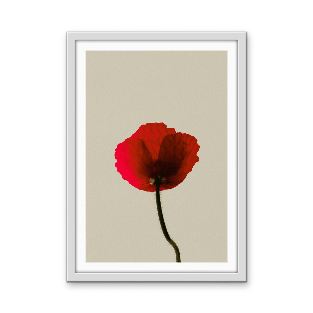 Love Rose - Red Flower Contemporary Stretched Canvas or Wall Art Print - I Heart Wall Art - Poster Print, Canvas Print or Framed Art Print