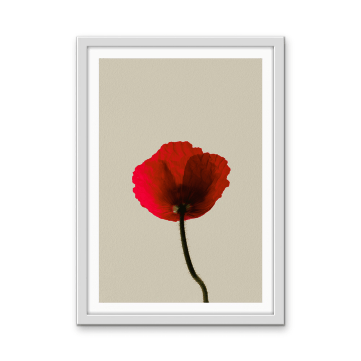 Love Rose - Red Flower Contemporary Stretched Canvas or Wall Art Print - I Heart Wall Art - Poster Print, Canvas Print or Framed Art Print