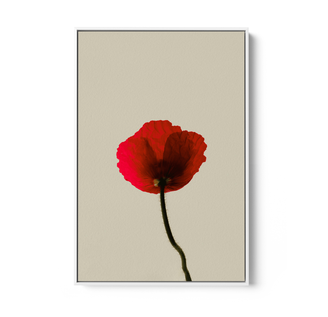 Love Rose - Red Flower Contemporary Stretched Canvas or Wall Art Print - I Heart Wall Art - Poster Print, Canvas Print or Framed Art Print