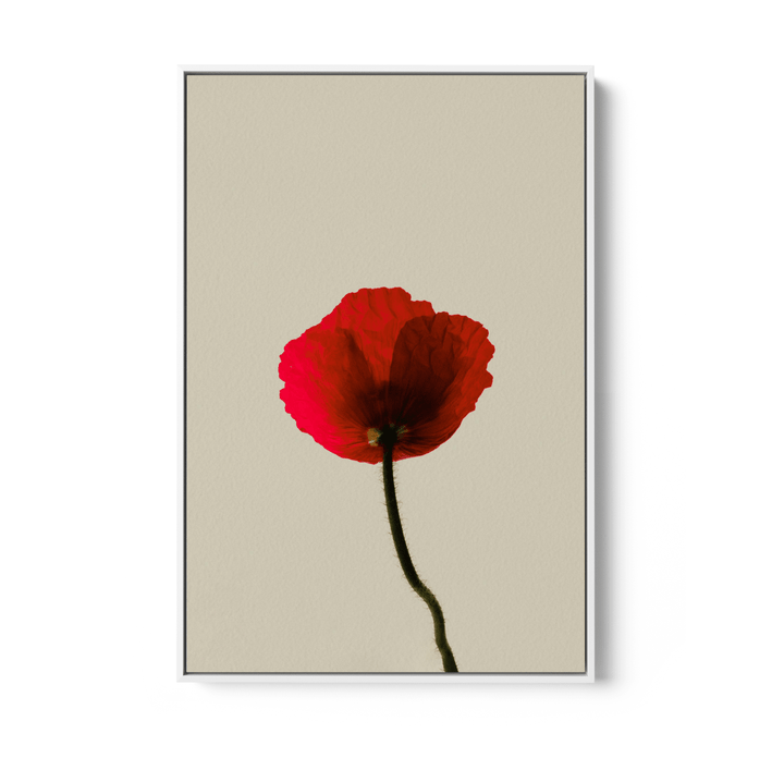 Love Rose - Red Flower Contemporary Stretched Canvas or Wall Art Print - I Heart Wall Art - Poster Print, Canvas Print or Framed Art Print
