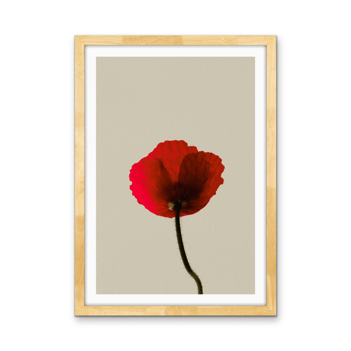 Love Rose - Red Flower Contemporary Stretched Canvas or Wall Art Print - I Heart Wall Art - Poster Print, Canvas Print or Framed Art Print