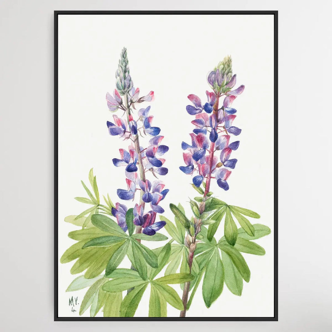 Lupinus fornosus (1935) by Mary Vaux Walcott I Heart Wall Art Australia 